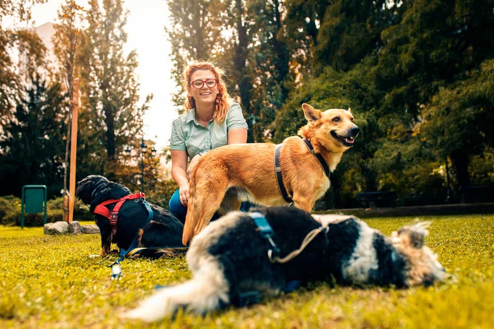 Animal Help